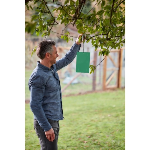 STV  Plum Maggot Trap - Twinpack