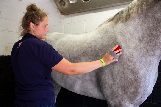 Red  Gorilla - Grooming  - Body brush