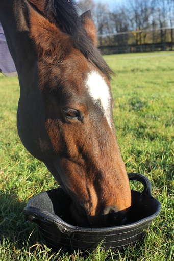 Red  Gorilla - Rubber Type Baskets & Skips - Medium